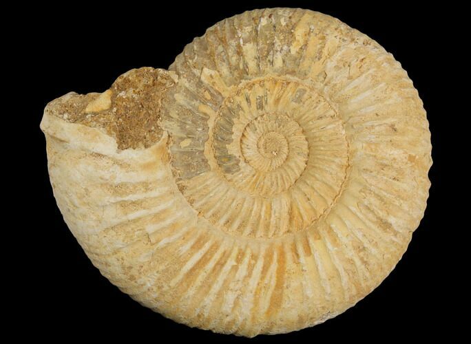 Perisphinctes Ammonite - Jurassic #100221